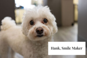 Hank the white dog comfort mascot with Hank Smile Maker text overlay at Rittenhouse Smiles