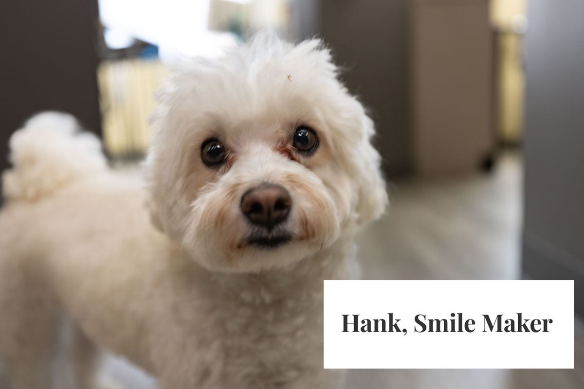 Hank the white dog comfort mascot with Hank Smile Maker text overlay at Rittenhouse Smiles
